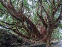 Ausladender Neuseeländischer Weihnachtsbaum - Silveira - Pico